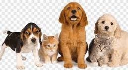 Mascotas de nuestra clínica